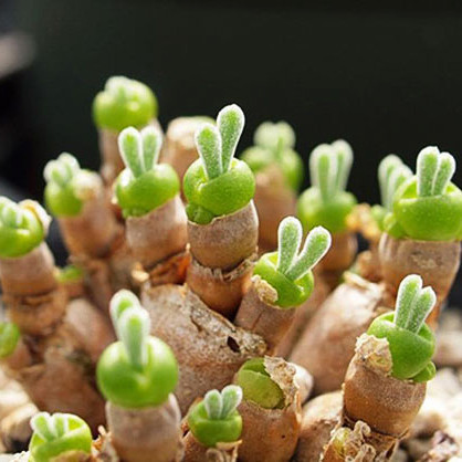 rabbit succulent rabbit succulent