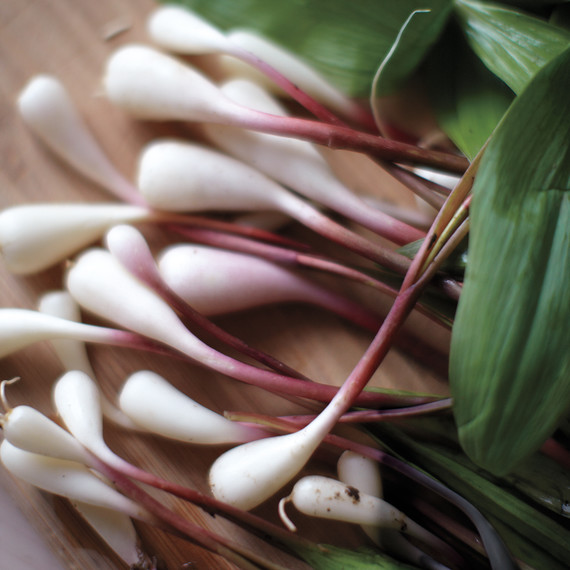 ramp onions ramp onions