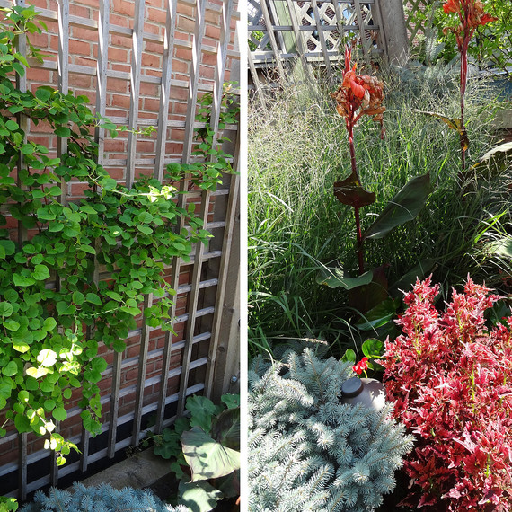 Vine-and-shrub-1102(1).jpg (skyword:198353)