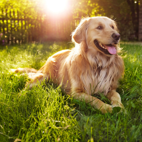 dog in grass dog in grass