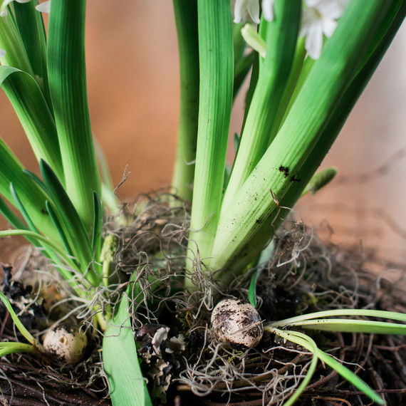 easter-robin-nest-0313.jpg