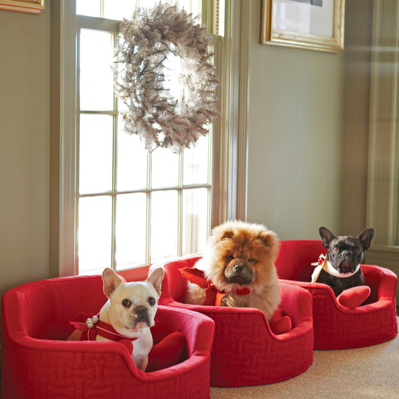 med10576_1210_7dogs068.jpg