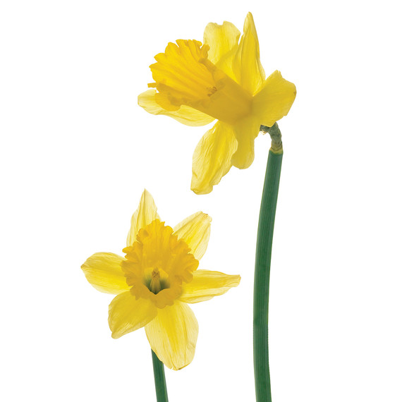 mld103100_0308_flowers.jpg