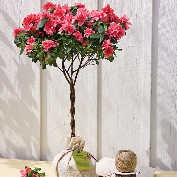 mld103940_0309_burlap4.jpg