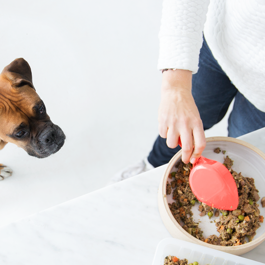 Ollie, the subscription box for dog food Ollie, the subscription box for dog food