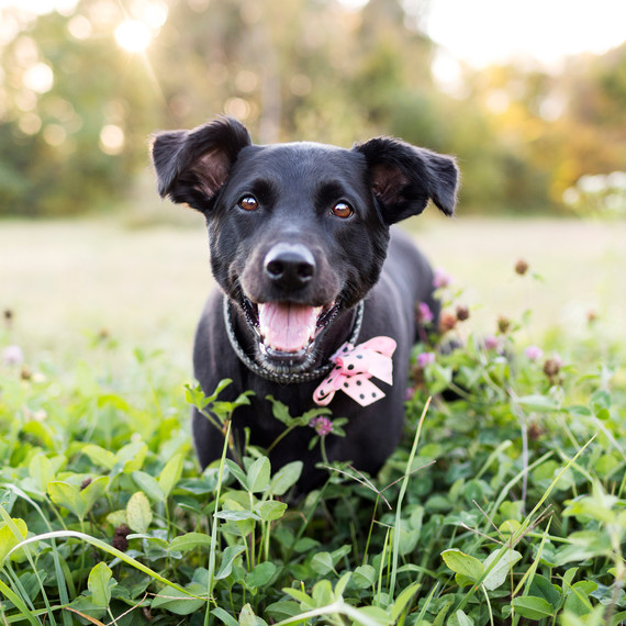 pet-photography-1-0215.jpg