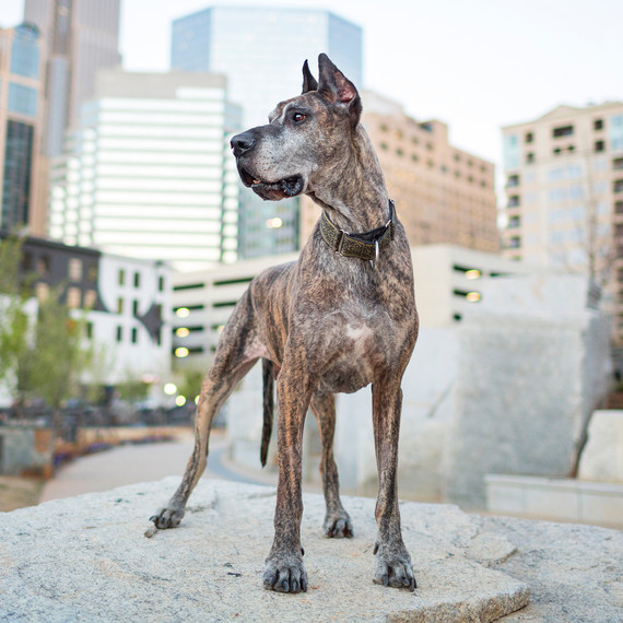 pet-photography-2-0215.jpg
