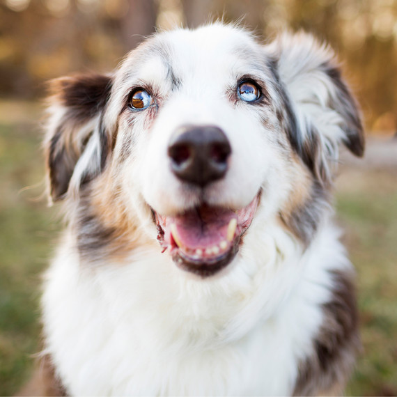 pet-photography-3-0215.jpg