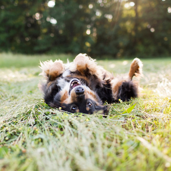 pet-photography-4-0215.jpg