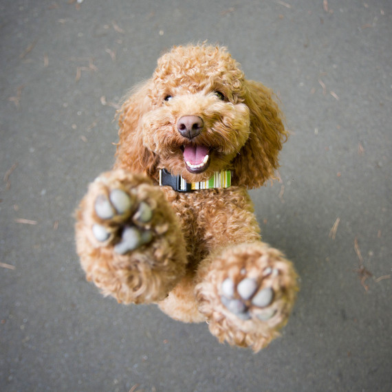 pet-photography-5-0215.jpg