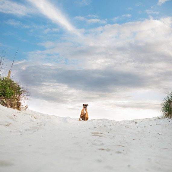 pet-photography-6-0215.jpg