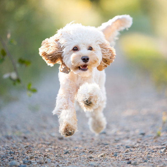 pet-photography-7-0215.jpg