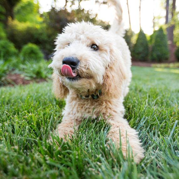pet-photography-9-0215.jpg