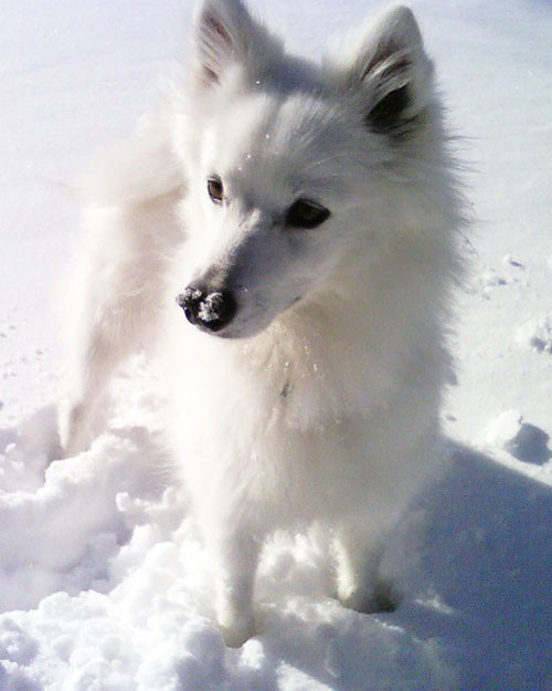 pets_11953600_28965793.jpg