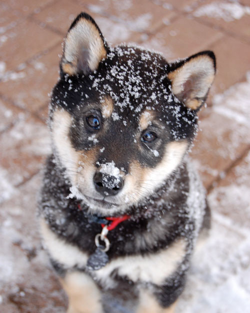 pets_11990235_29486406.jpg