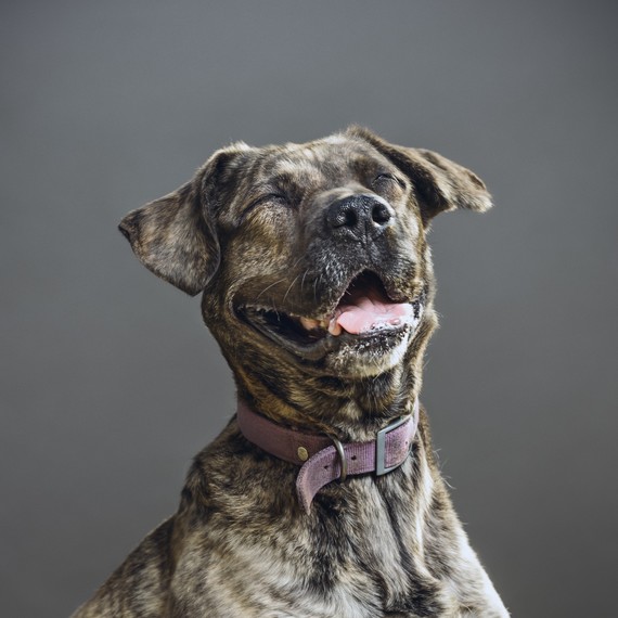 smiling dog smiling dog
