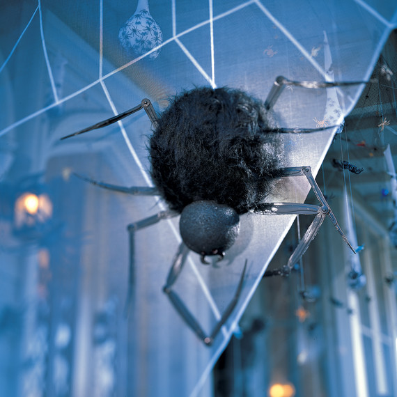 spider-web-1010sip1003.jpg