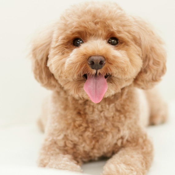 toy poodle dog toy poodle dog