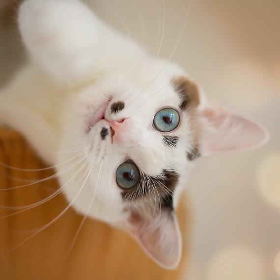 white-cat-tilting-head.jpg (skyword:345072)