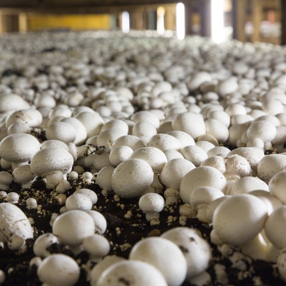 white-mushroom-growing-bed-0217