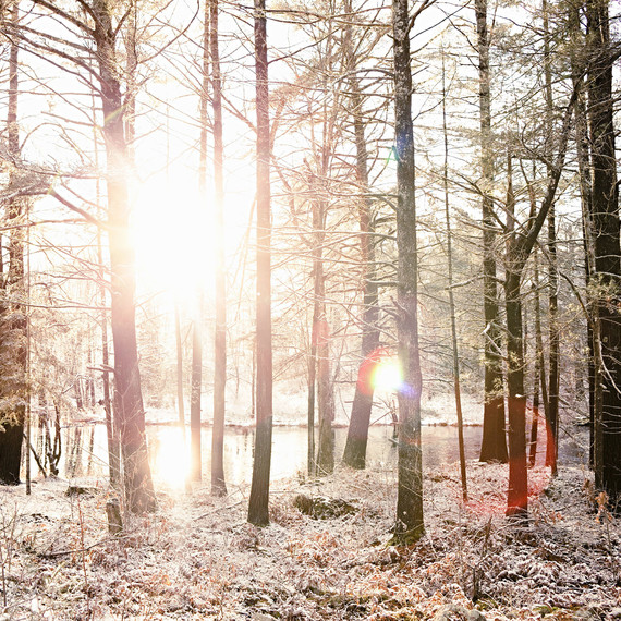 winter woods winter woods