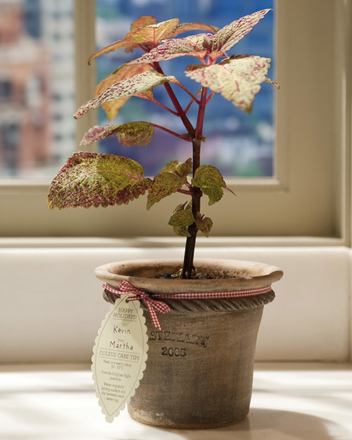 5043_111709_coleus_gift.jpg
