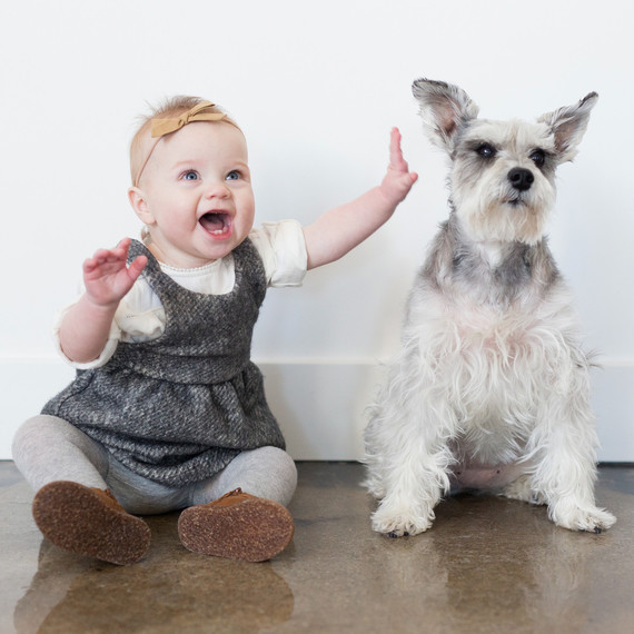 baby girl with white gray schnauzer dog baby girl with white gray schnauzer dog