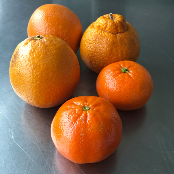 citrus fruit variety citrus fruit variety