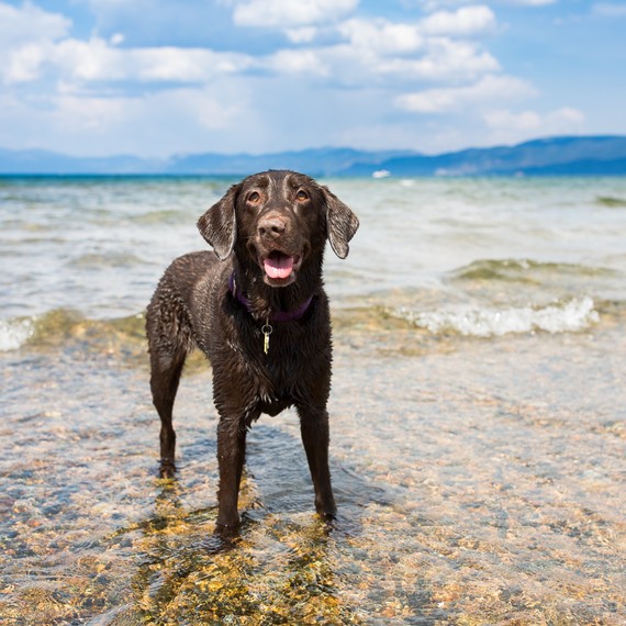 dog swimming at the beach dog swimming at the beach