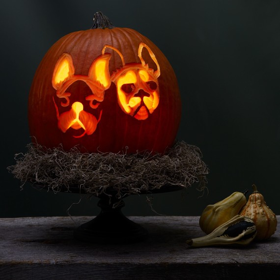 etched dog pumpkin etched dog pumpkin