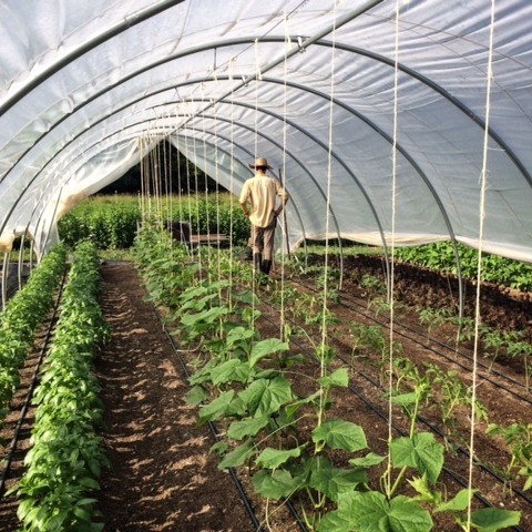 ten mothers farm poly tunnel ten mothers farm poly tunnel
