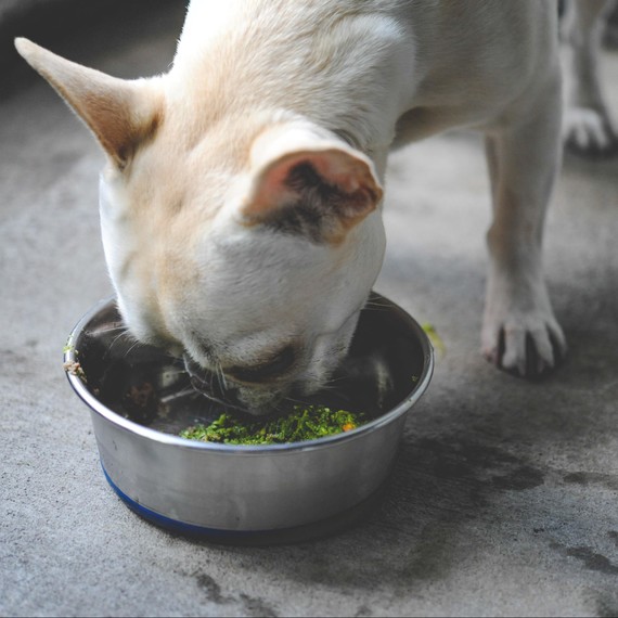 holistic-pet-wellness-0315.jpg