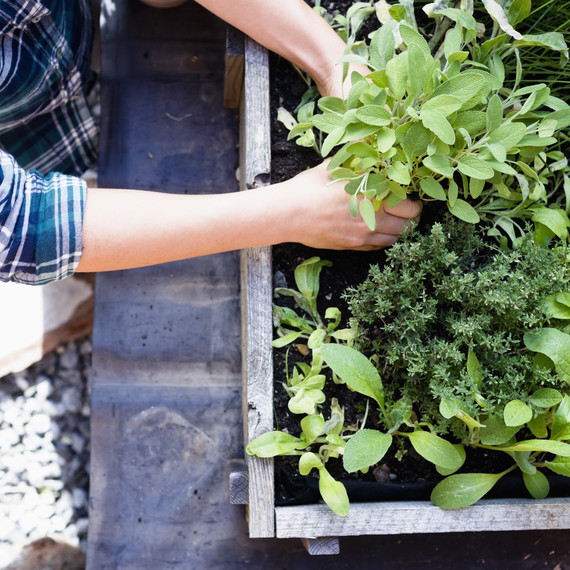 growing herbs growing herbs