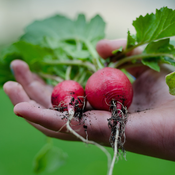 healthy-vegetables-1116.jpg (skyword:362245)