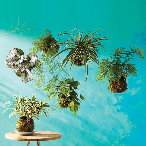 kokedama-0098-d112568-r.jpg