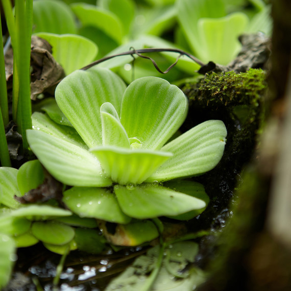 ld105278_0310_pistia597.jpg