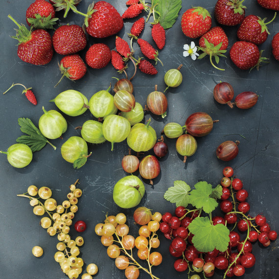 berries berries