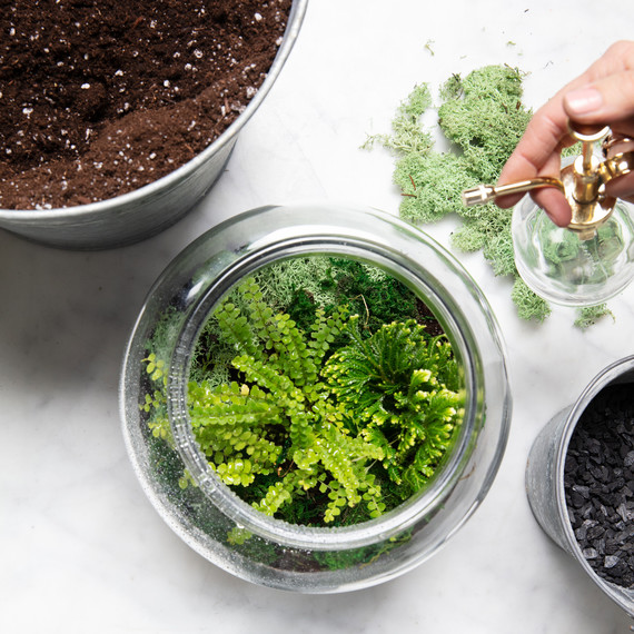 terrarium watering plants terrarium watering plants