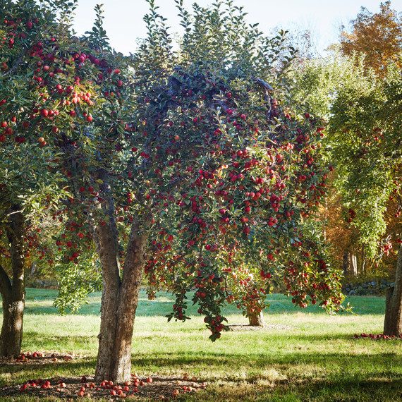 Apple Tree Apple Tree