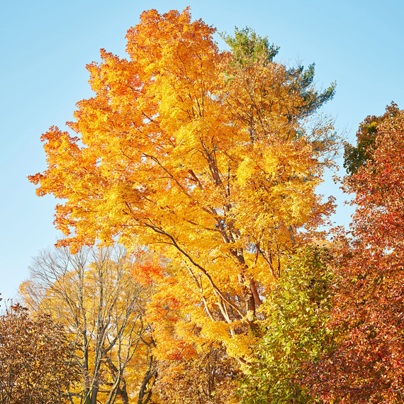Sugar Maple Tree Sugar Maple Tree