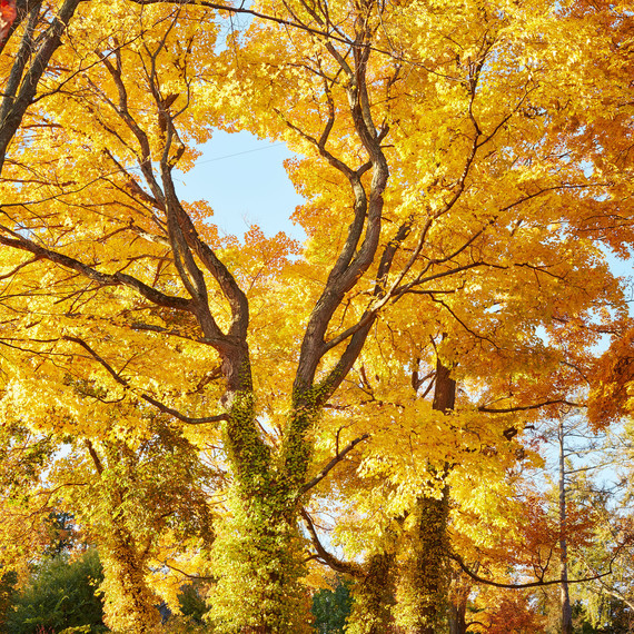 Maple trees Maple trees