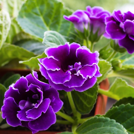violet-slipper-gloxinia.jpg