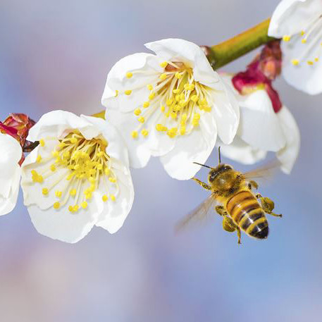 bee and flower stem bee and flower stem