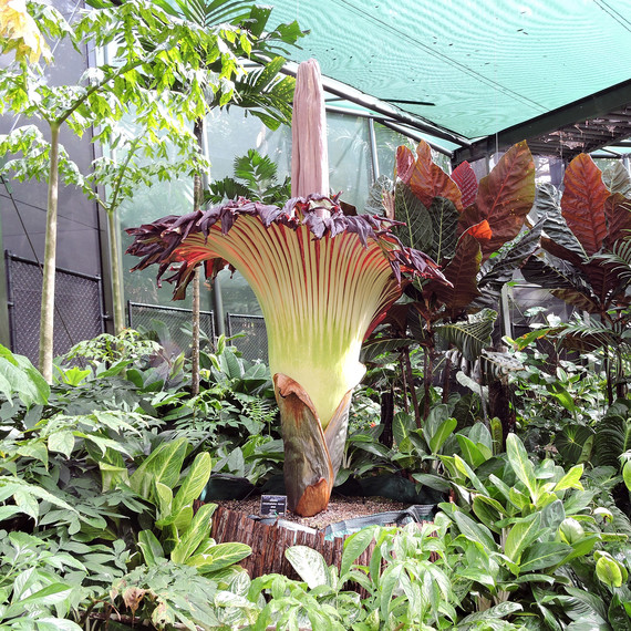 Rare corpse flower in full bloom Rare corpse flower in full bloom