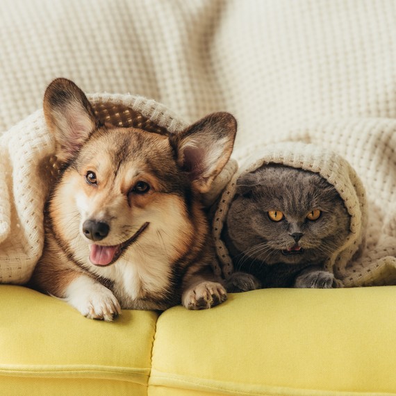 dog and cat under covers dog and cat under covers