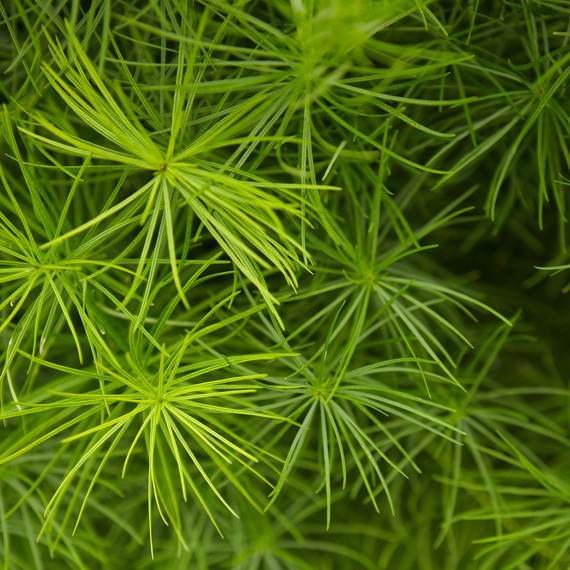 ld105278_0310_amsonia556.jpg