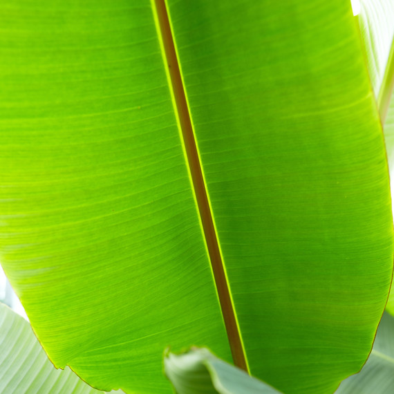 ld105278_0310_banana1218.jpg