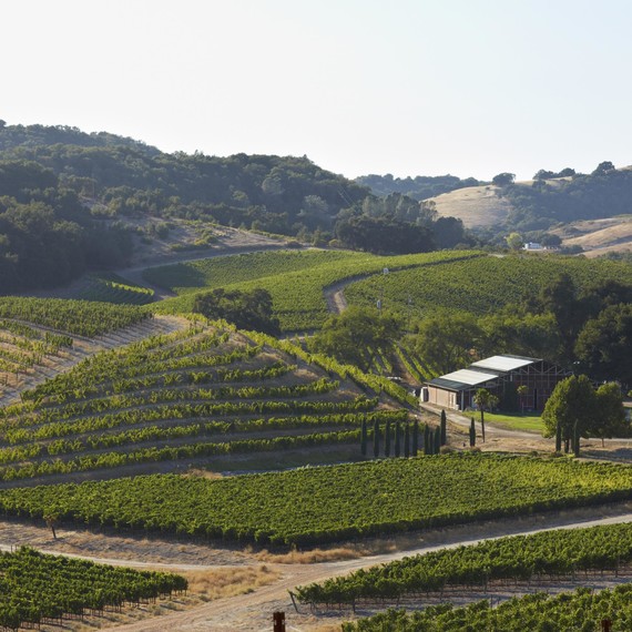 pasorobles-vineyard-0615