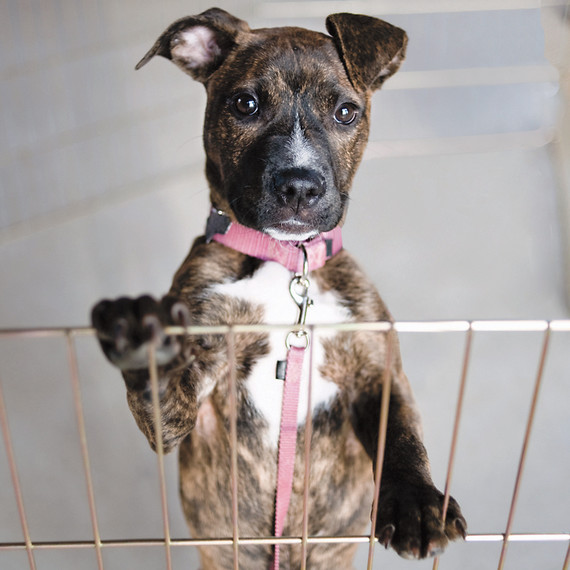 pets-easter-0015-s109168.jpg
