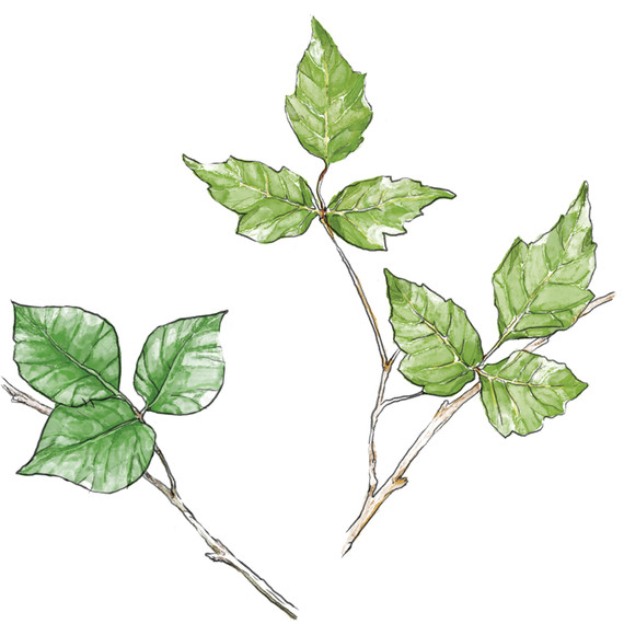 poisonivy-smooth-i112153.jpg